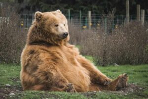 großer Bär sitzt auf Rasen